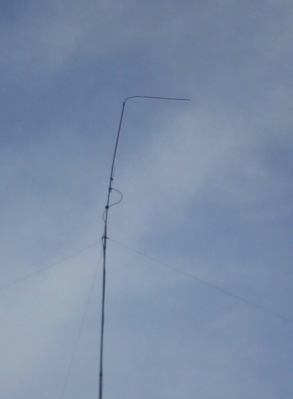 2019-03-03 ant ECHO.jpg